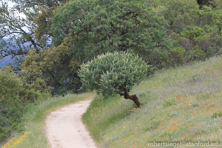 russian ridge